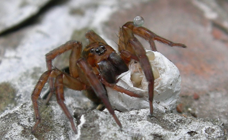Trochosa sp.