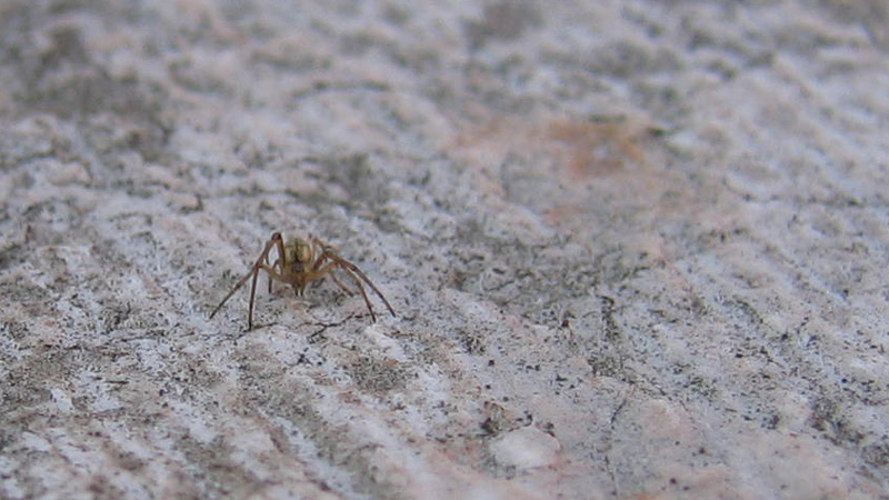 Tetragnatha sp.