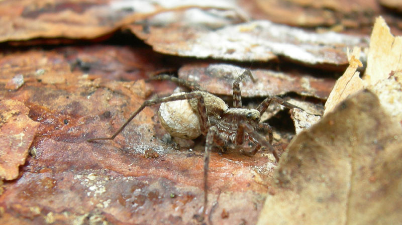 Pardosa sp.