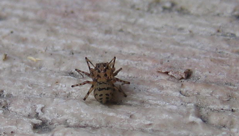 Scytodes thoracica