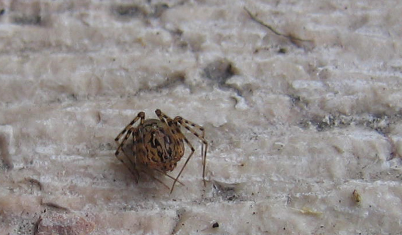 Scytodes thoracica