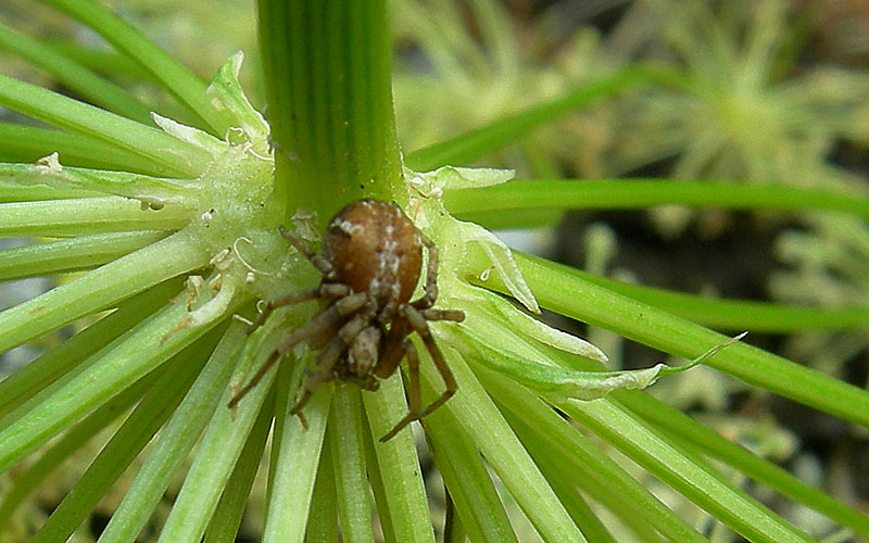 Philodromidae