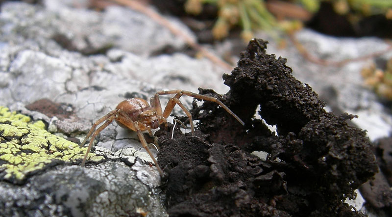 Philodromidae
