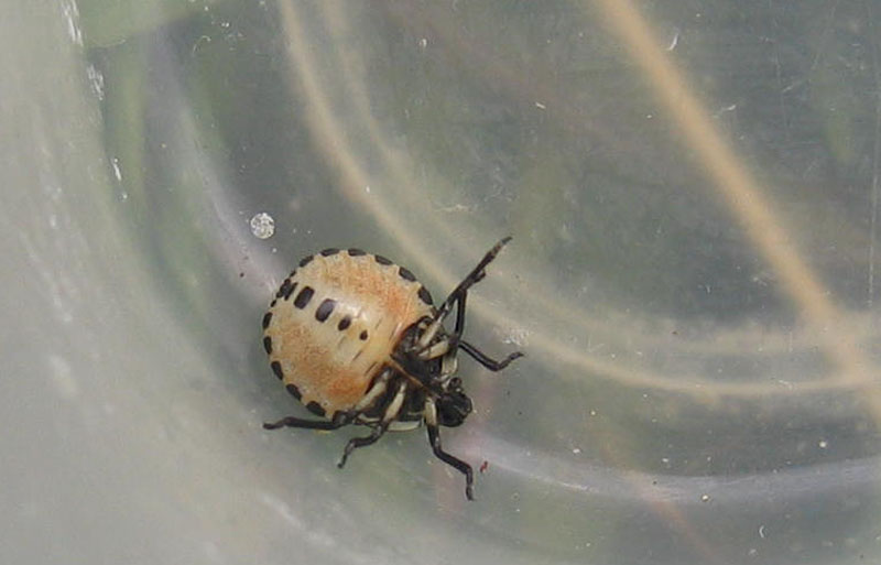 Pentatomidae: neanidi di Troilus luridus del Trentino