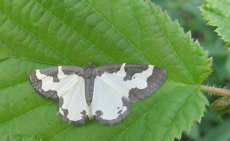 Lomaspilis marginata - Geometridae........dal Trentino