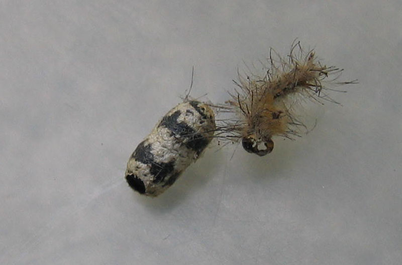 Bozzolo di Ichneumonidae con resti di bruco