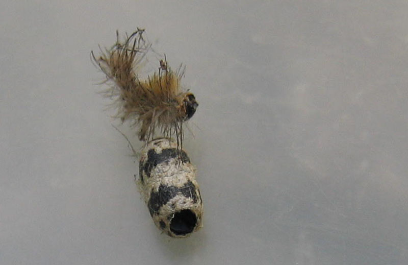 Bozzolo di Ichneumonidae con resti di bruco