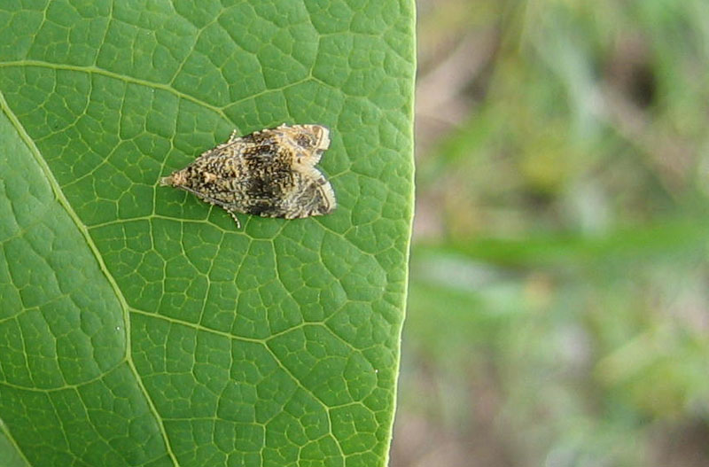 Celypha lacunana - Tortricidae...........dal Trentino