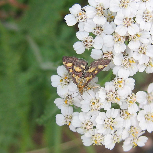 Pyrausta purpuralis - Crambidae........dal Trentino