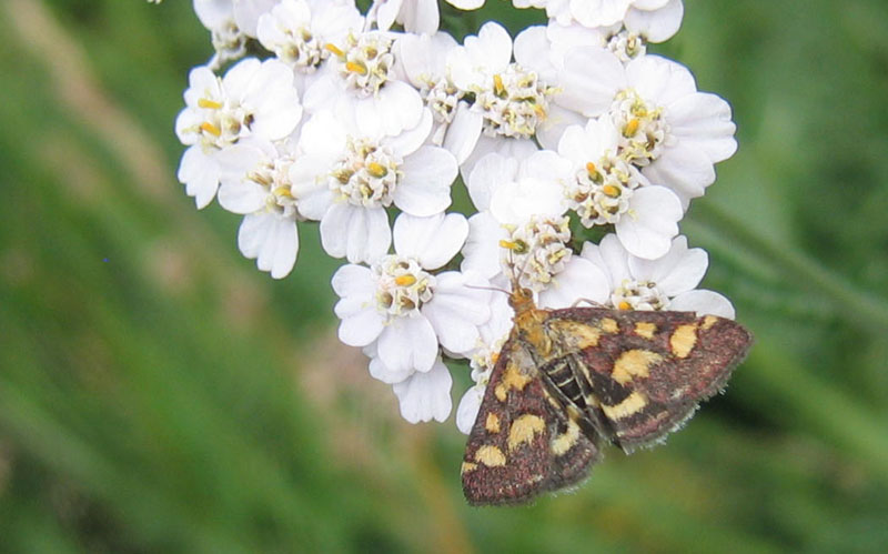 Pyrausta purpuralis - Crambidae........dal Trentino
