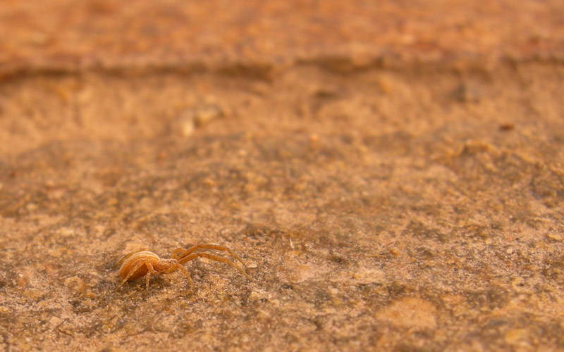 Uloborus sp