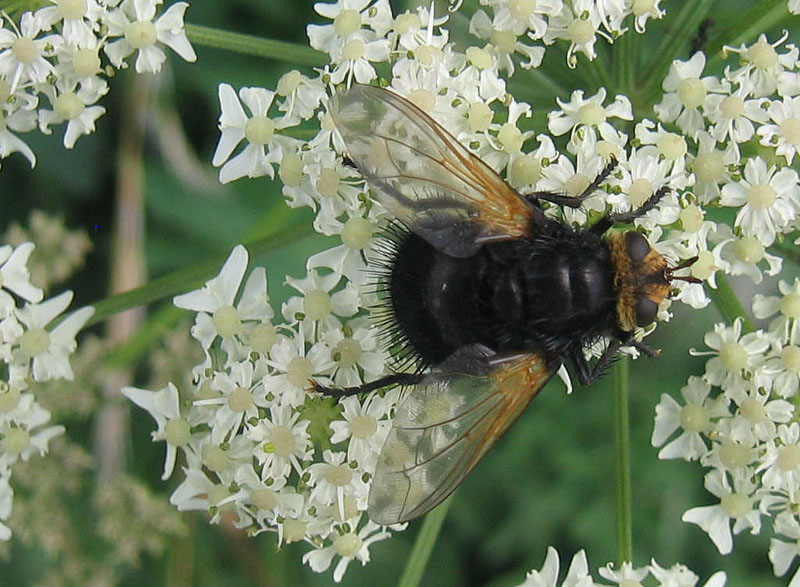 Tachina grossa (Tachinidae)