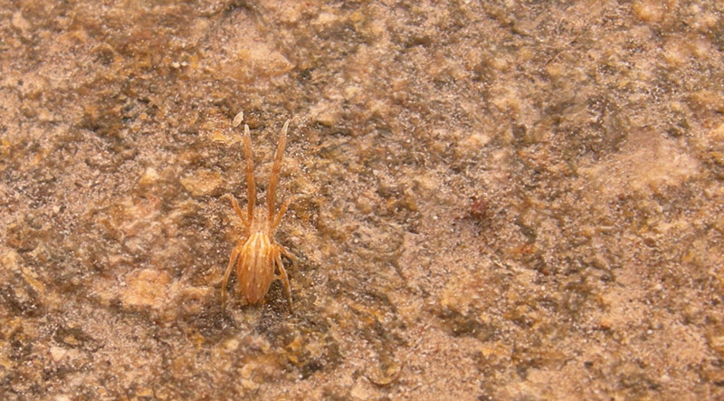 Uloborus sp