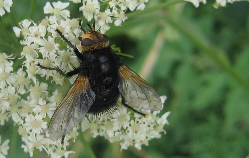 Tachina grossa (Tachinidae)