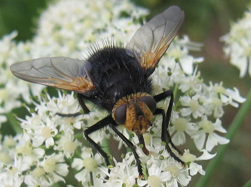 Tachina grossa (Tachinidae)