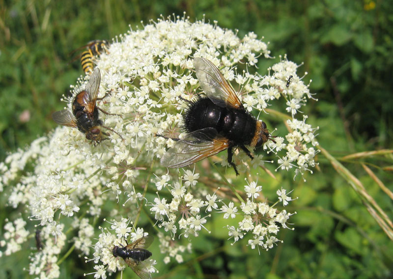 Tachina grossa (Tachinidae)