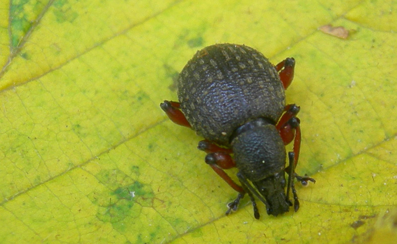 Otiorhynchus armadillo obsitus