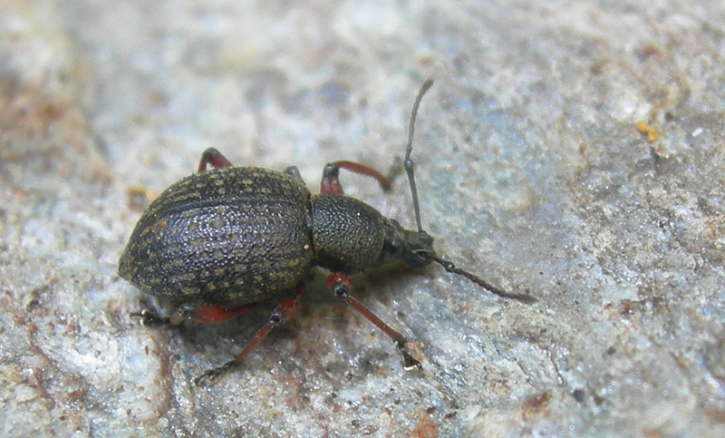 Otiorhynchus armadillo obsitus