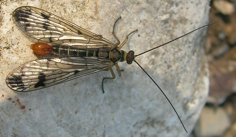 Panorpa gr. cognata