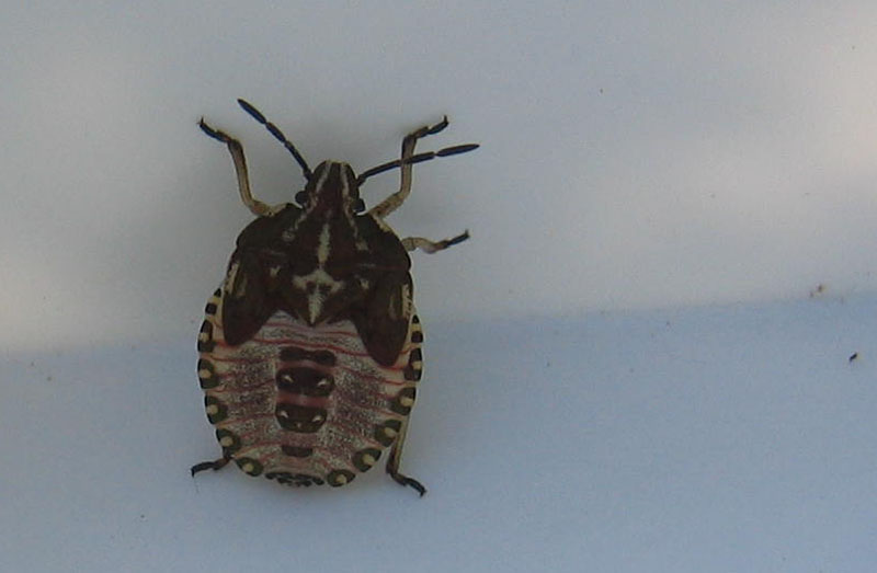 Pentatomidae: ninfa di Carpocoris cf melanocerus