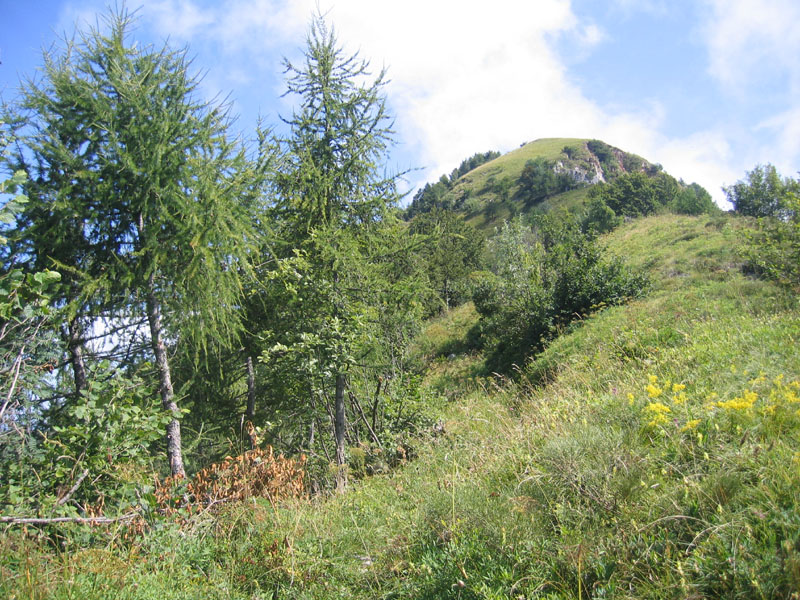 Tenthredo crassa.......dal Trentino