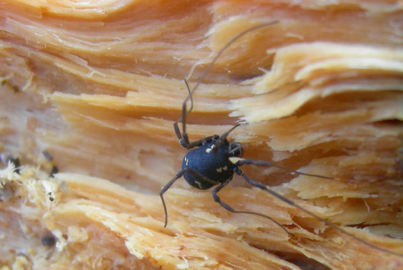 Paranemastoma quadripunctatum dal trentino
