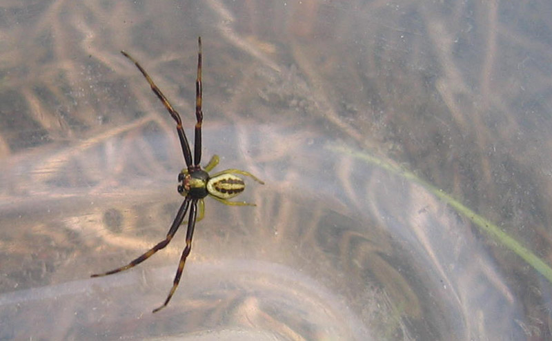 Misumena vatia