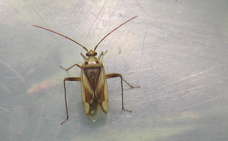 Adelphocoris lineolatus....dal Trentino