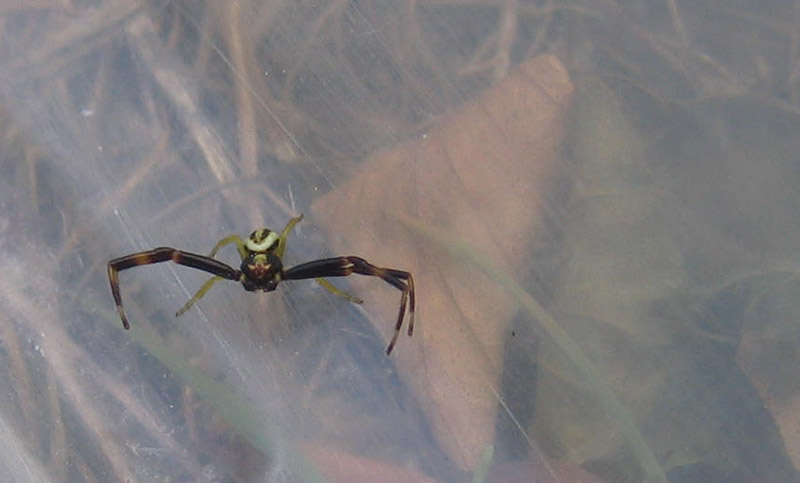 Misumena vatia