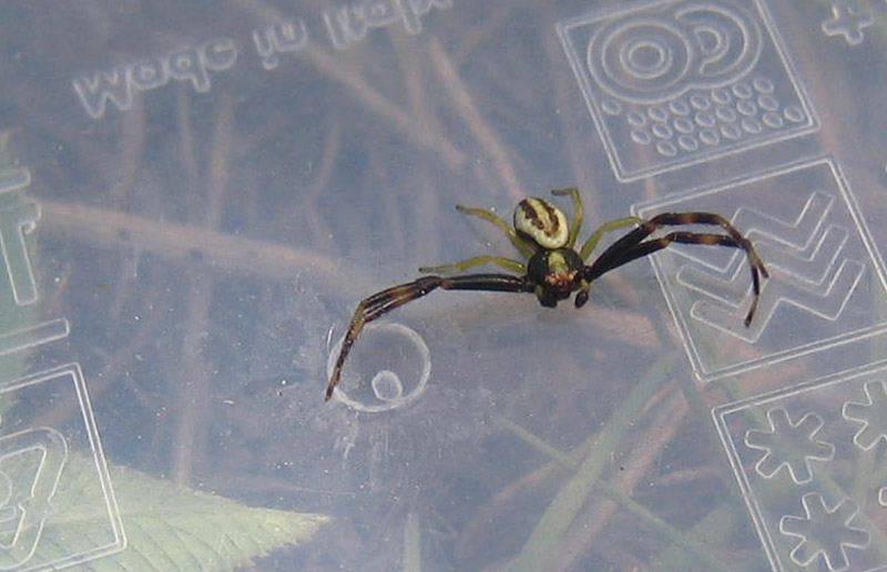 Misumena vatia