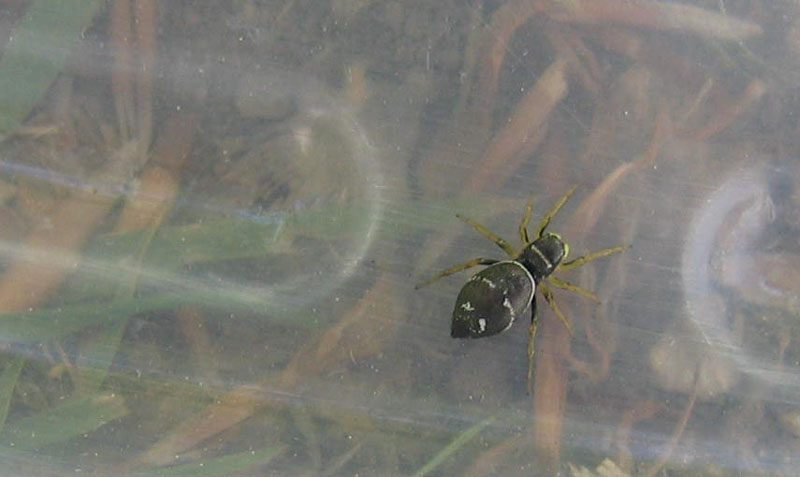Heliophanus sp.