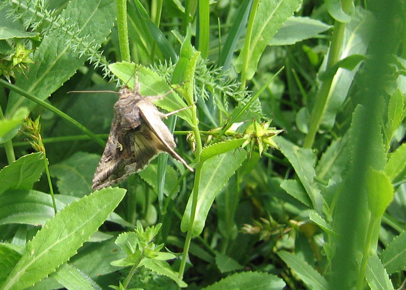 Autographa gamma - Noctuidae.........dal Trentino