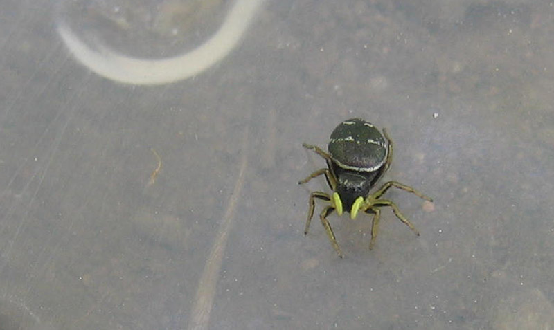 Heliophanus sp.