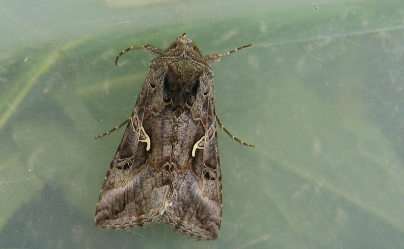 Autographa gamma - Noctuidae.........dal Trentino