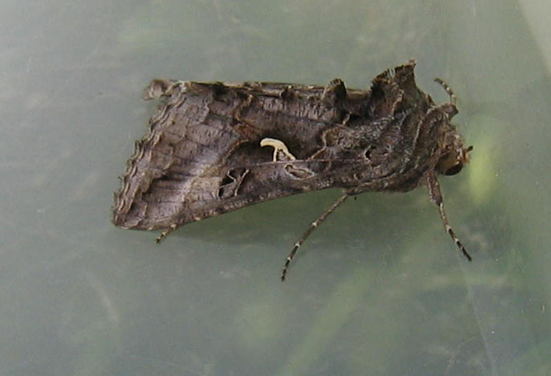 Autographa gamma - Noctuidae.........dal Trentino