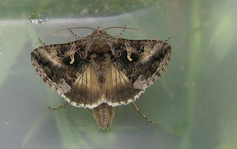 Autographa gamma - Noctuidae.........dal Trentino