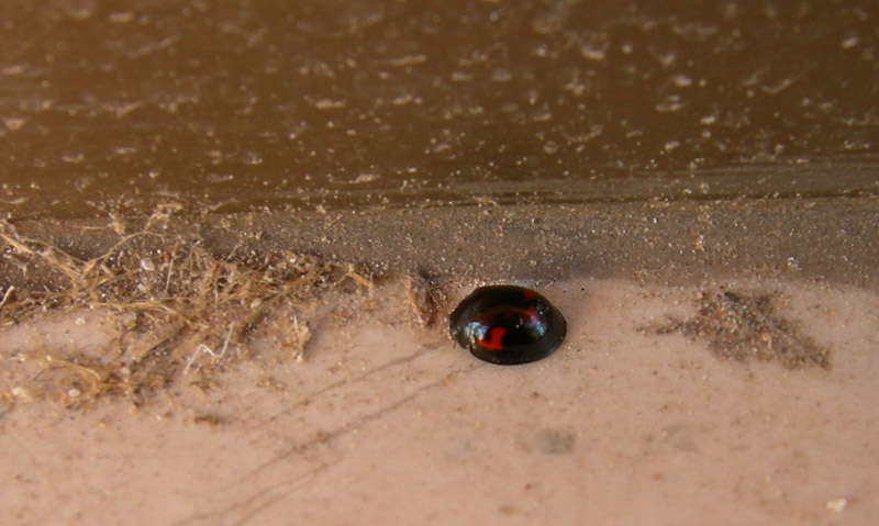 Exochomus quadripustulatus, Coccinellidae