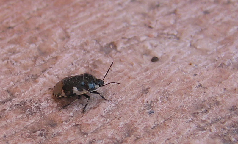Cydnidae: Tritomegas bicolor  del Trentino