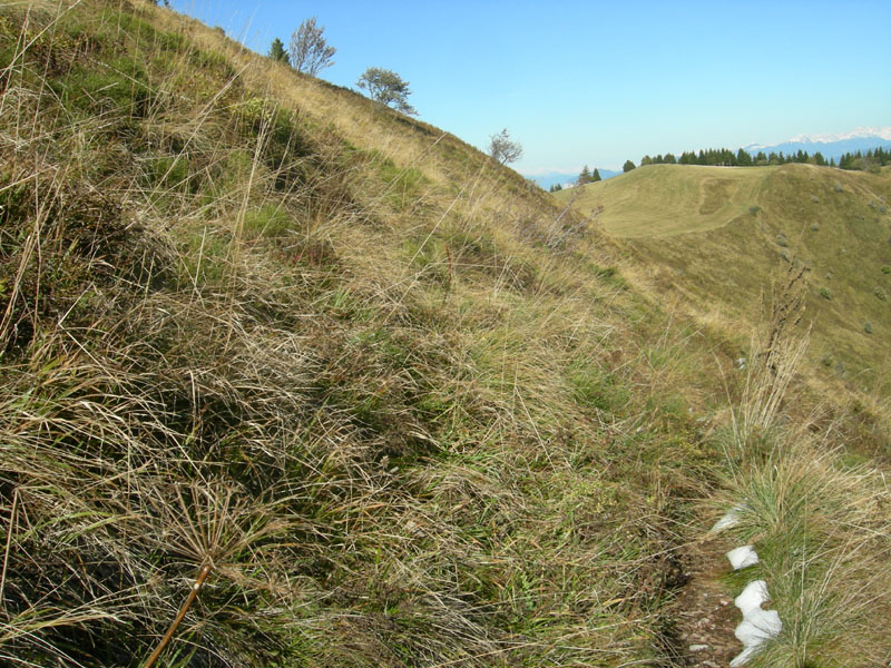 Coreidae: Enoplops e Coreus del Trentino (M.Bondone)