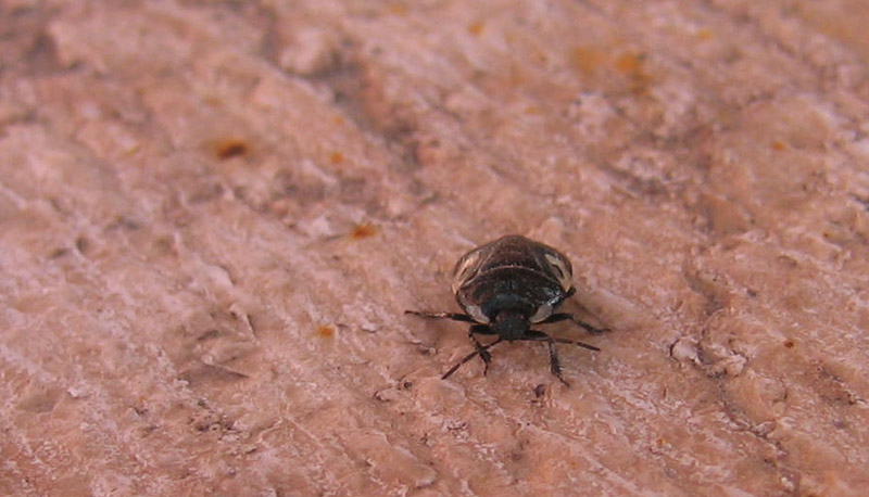 Cydnidae: Tritomegas bicolor  del Trentino