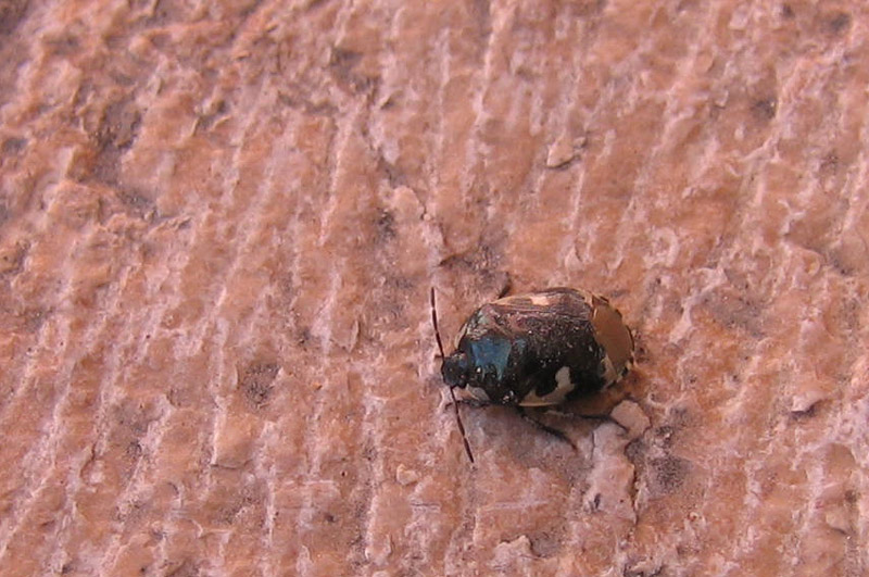 Cydnidae: Tritomegas bicolor  del Trentino