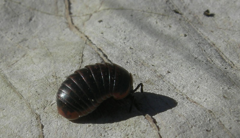 Glomeridae