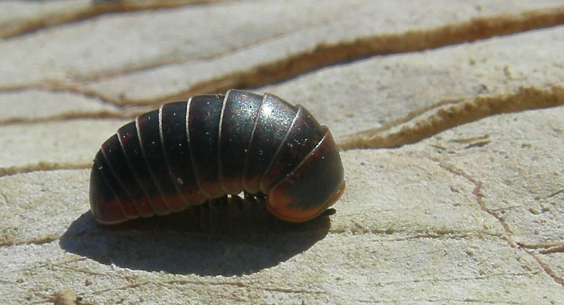 Glomeridae