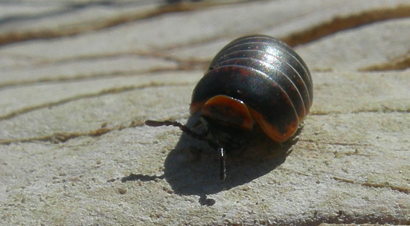 Glomeridae