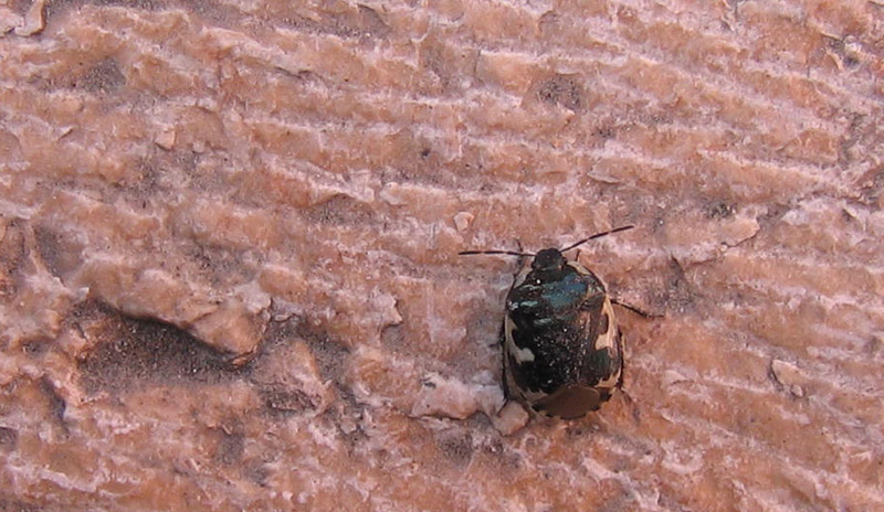 Cydnidae: Tritomegas bicolor  del Trentino