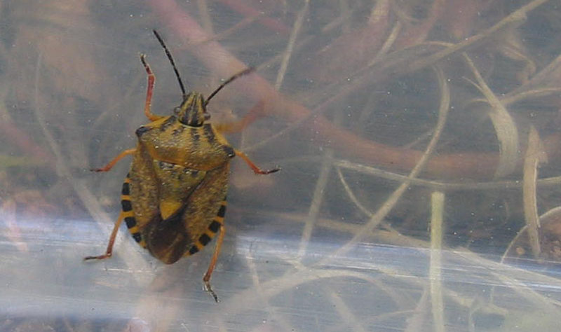 Pentatomidae: Carpocoris purpureipennis del Trentino