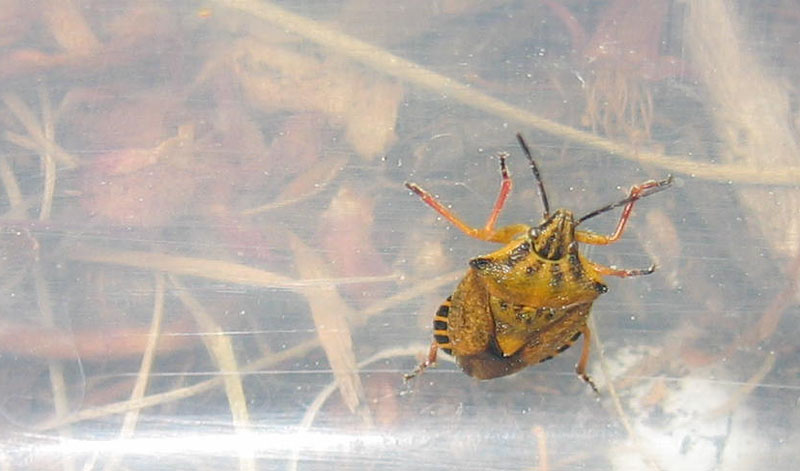 Pentatomidae: Carpocoris purpureipennis del Trentino