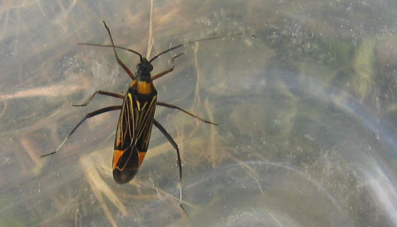 da determinare... Miris striatus