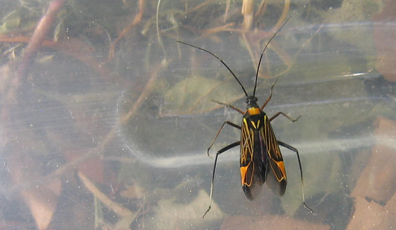 da determinare... Miris striatus