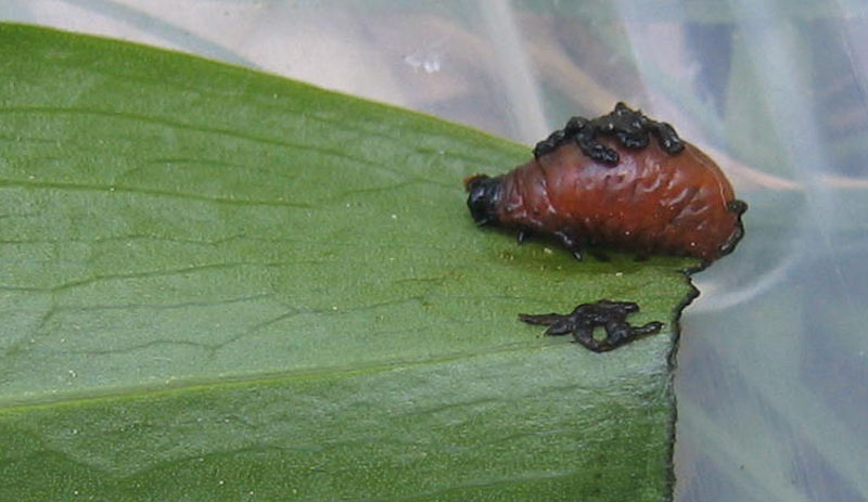 non so proprio..... larva di crisomelide: Lilioceris